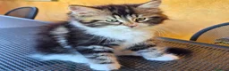 Siberiano gatti in vendita: 2 maschietti siberiani cercano casa🏡  - Annuncio 5