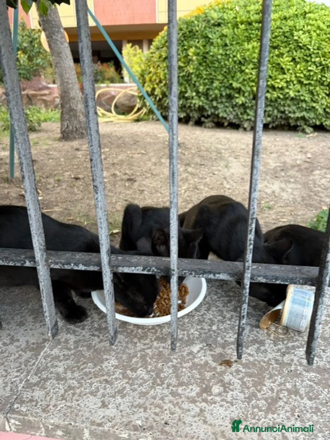 Europeo gatti in regalo: 3 gattini neri dolce, affetuosi, simpatici, carini - Annuncio 2