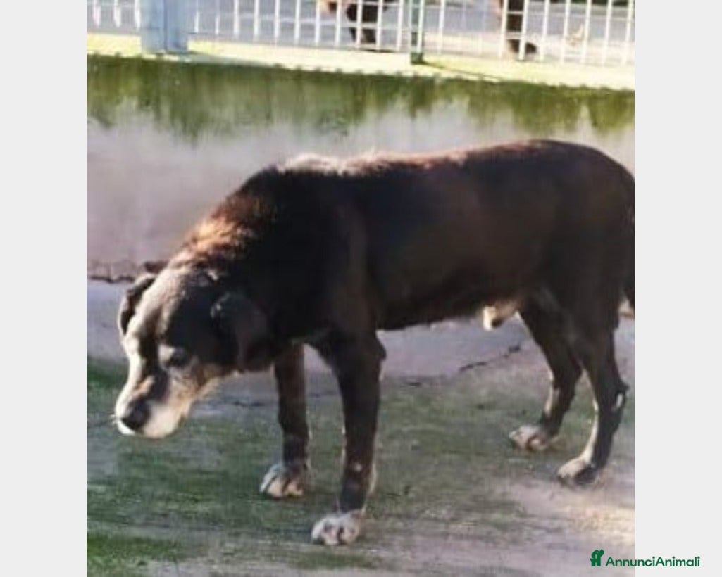 Meticcio cani Nero non vuole morire in quel lager del sud!!! a Milano - Annuncio 24