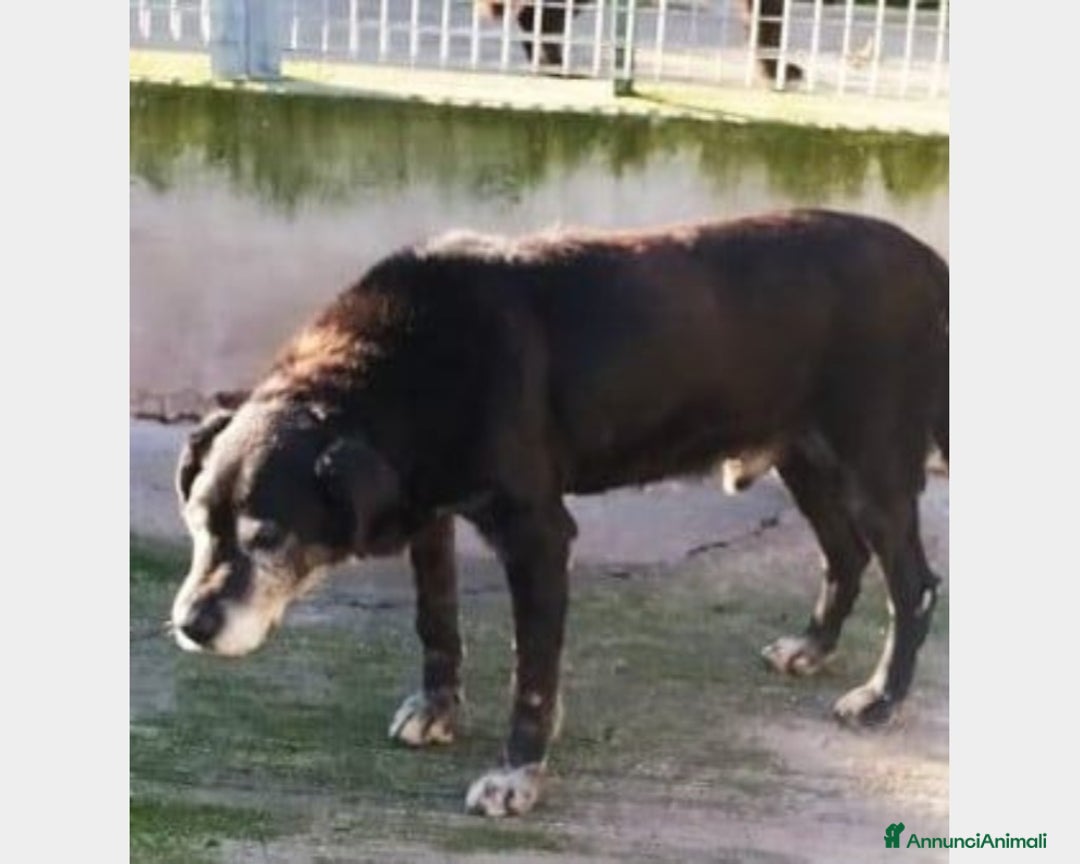 Meticcio cani in regalo: Nero non vuole morire in quel lager del sud!!! a Milano - Annuncio 1