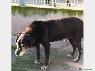 Meticcio cani Nero non vuole morire in quel lager del sud!!! a Milano - Annuncio 3