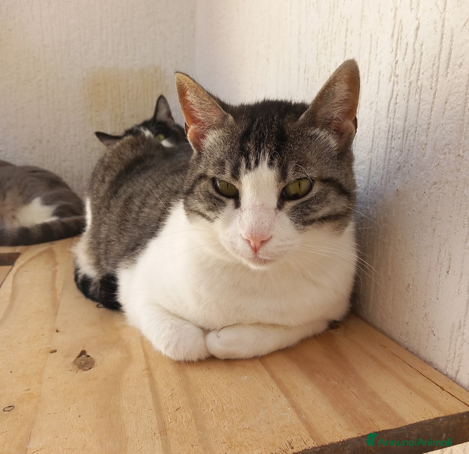 Europeo gatti SISSI, dolce micia in adozione! - Annuncio 2