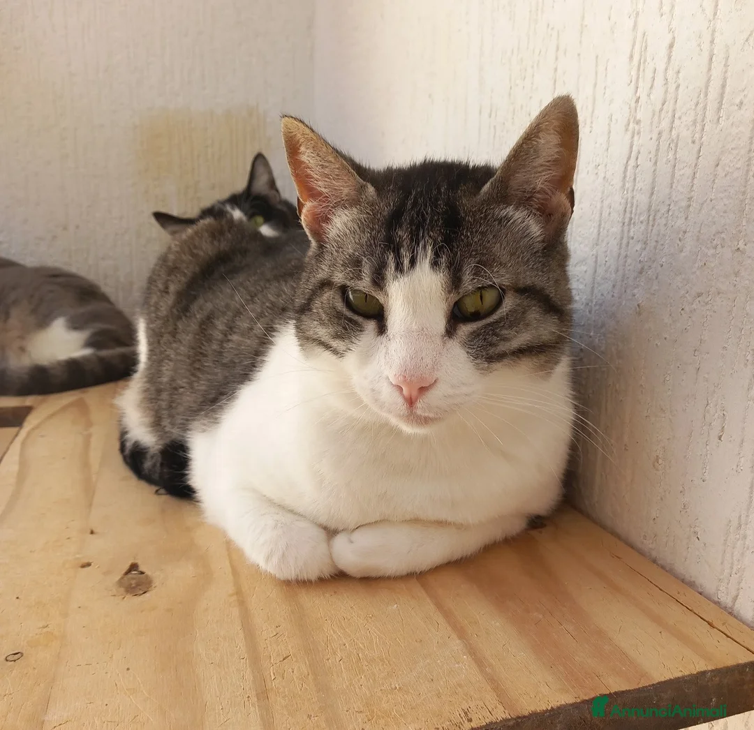 Europeo gatti in regalo: SISSI, dolce micia in adozione! - Annuncio 2