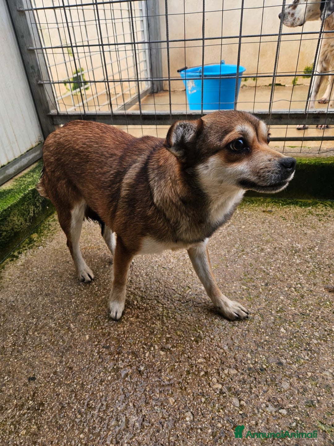 Meticcio cani in regalo: Jenna: taglia piccola super dolce  - Annuncio 4