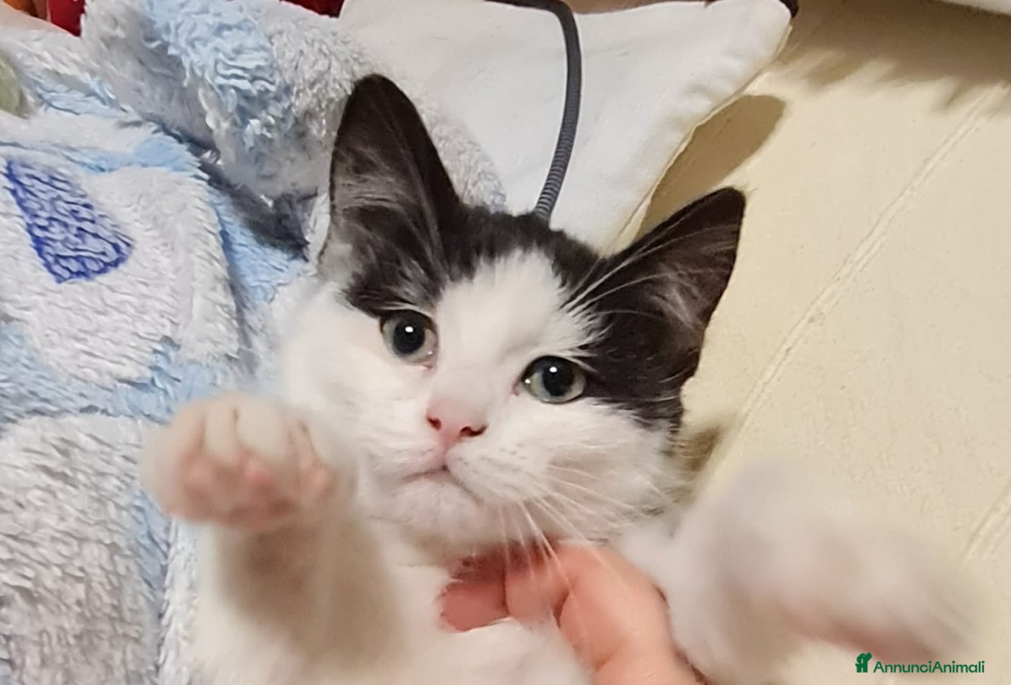 Europeo gatti ADOZIONE DI COPPIA - Annuncio 3