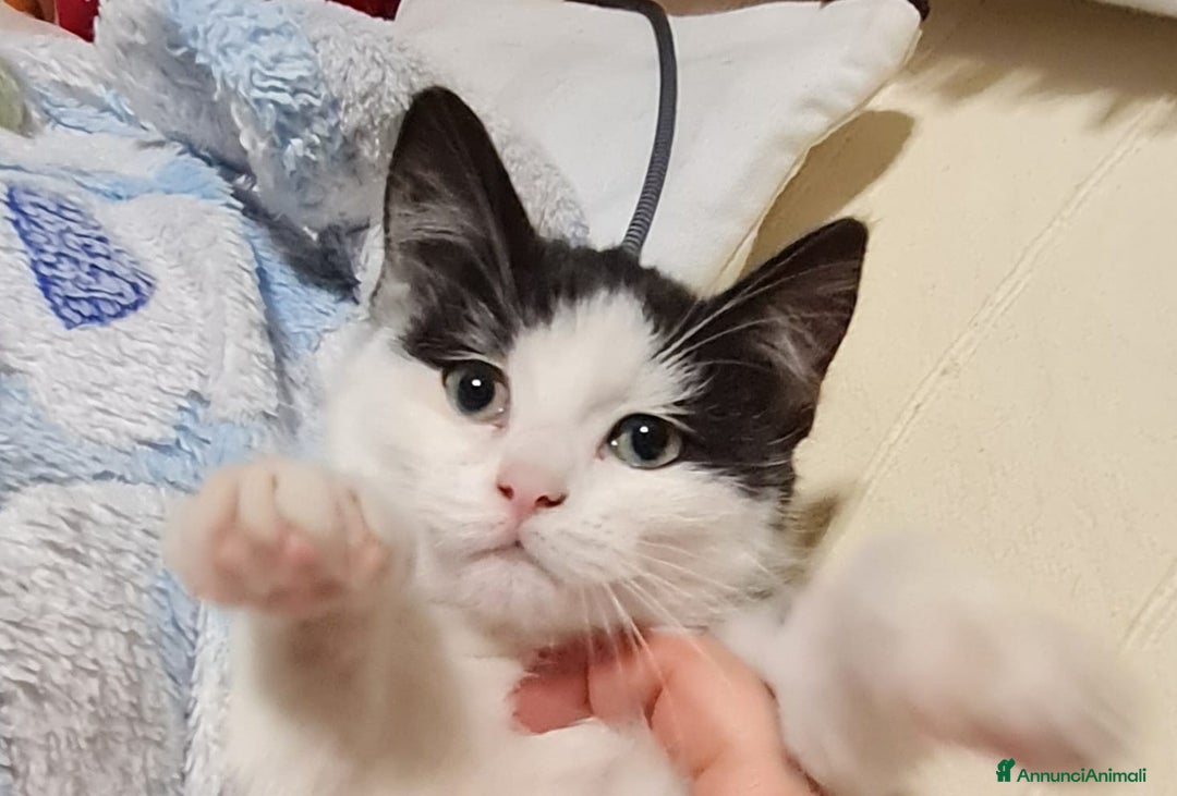 Europeo gatti in regalo: ADOZIONE DI COPPIA - Annuncio 1