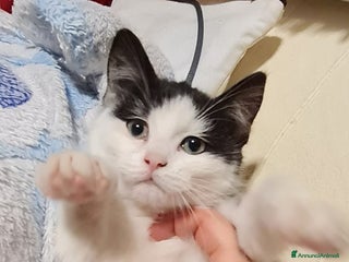 Europeo gatti ADOZIONE DI COPPIA - Annuncio 3