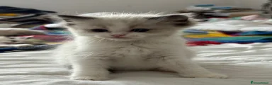Ragdoll Gattino 1