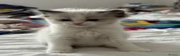 Ragdoll gatti in vendita: Ragdoll - Annuncio 2