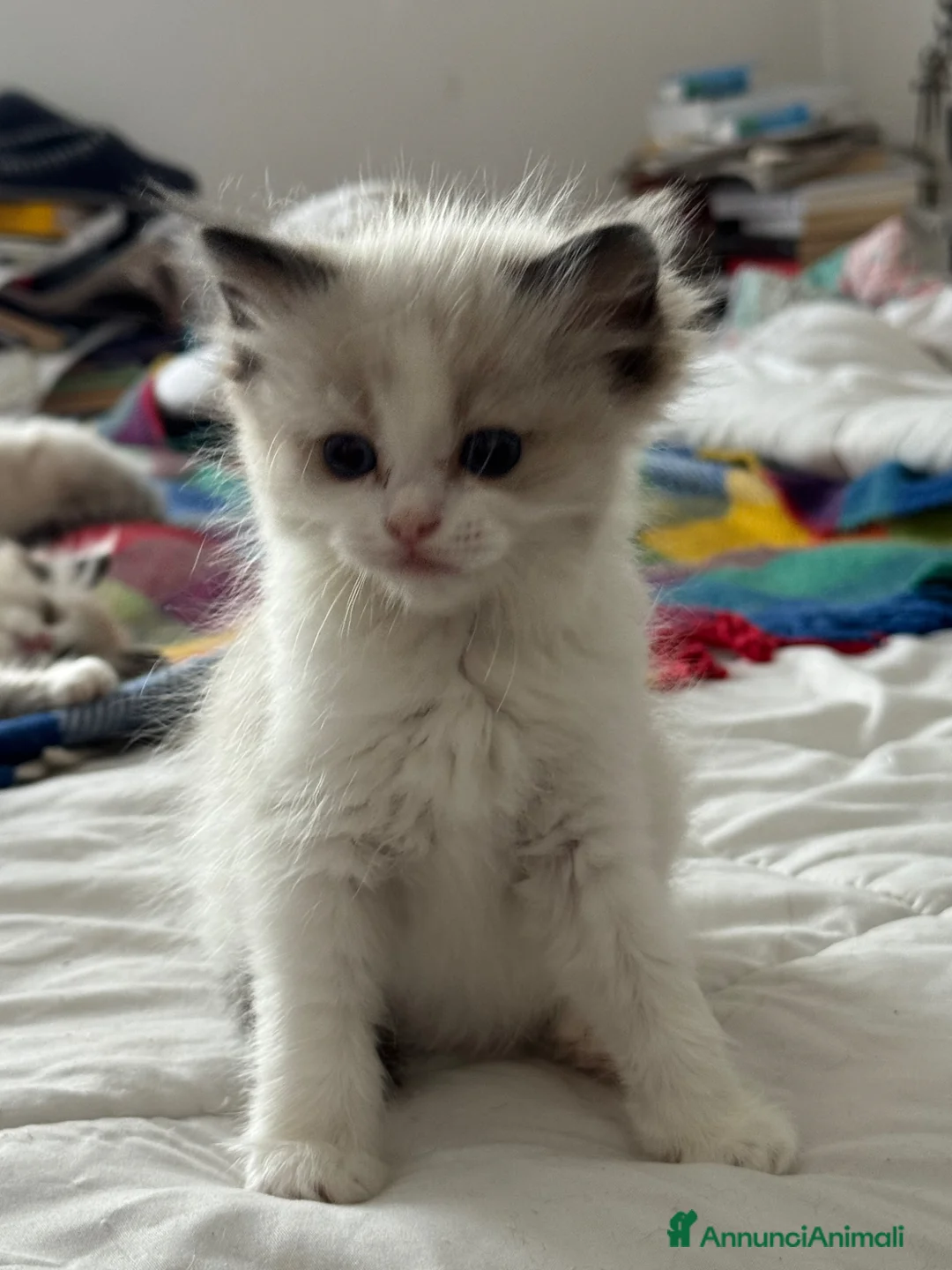 Ragdoll gatti in vendita: Ragdoll - Annuncio 2