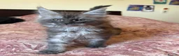Maine Coon gatti in vendita: Cucciolo Maine Coon - Annuncio 7