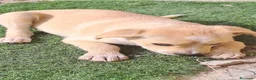 Meticcio cani in regalo: Mirtilla  a Provincia di Crotone - Annuncio 2