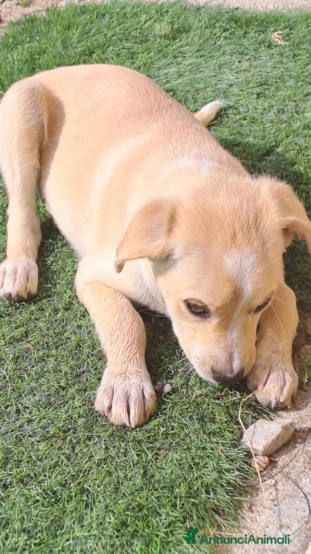Meticcio cani in regalo: Mirtilla  a Provincia di Crotone - Annuncio 2