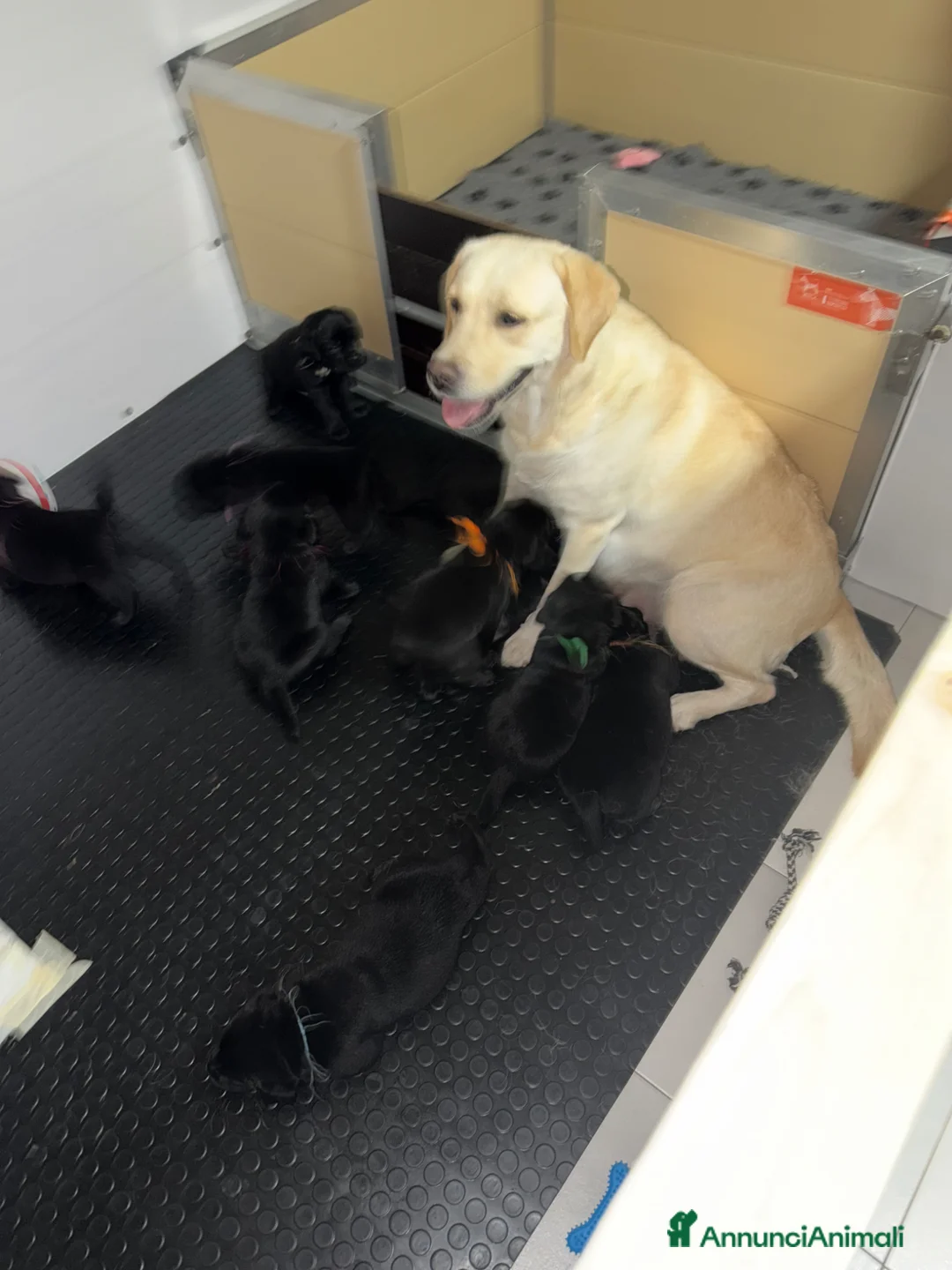 Labrador cani in vendita: Cuccioli Labrador Retriever con pedigree a Provincia di Pisa - Annuncio 2