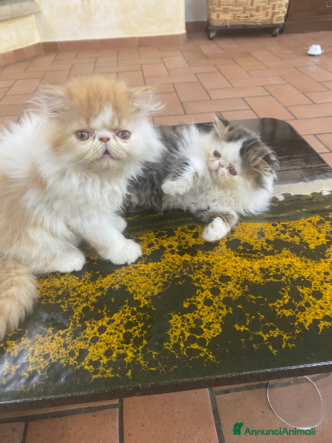 Persiano gatti in vendita: DUE MASCHIETTI PERSIANI IPERTIPICI - Annuncio 17