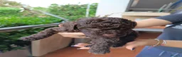 Lagotto cani in vendita: Cuccioli di Lagotto Romagnolo a Città metropolitana di Roma Capitale - Annuncio 10