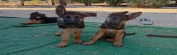 Pastore Tedesco cani in vendita: Cuccioli cane pastore tedesco  - Annuncio 5