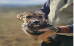 Altre razze cani in regalo: FIORELLA, GINETTA, LARA, SPINA - Immagine 5