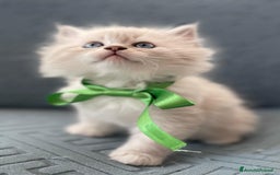 Siberiano gatti in vendita: SIBERIANI GATTINI IPOALLERGENICI  a Provincia di Brescia - Immagine 10