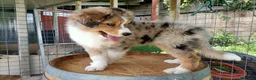 Australian Shepherd cani in vendita: Cuccioli Pastore Australiano - Australian sheperd - Annuncio 4