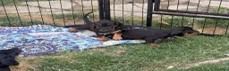 Bassotto cani in vendita: Bassotto - Annuncio 6