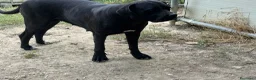 Cane Corso cani in vendita: Cucciolo di Cane Corso - Annuncio 8
