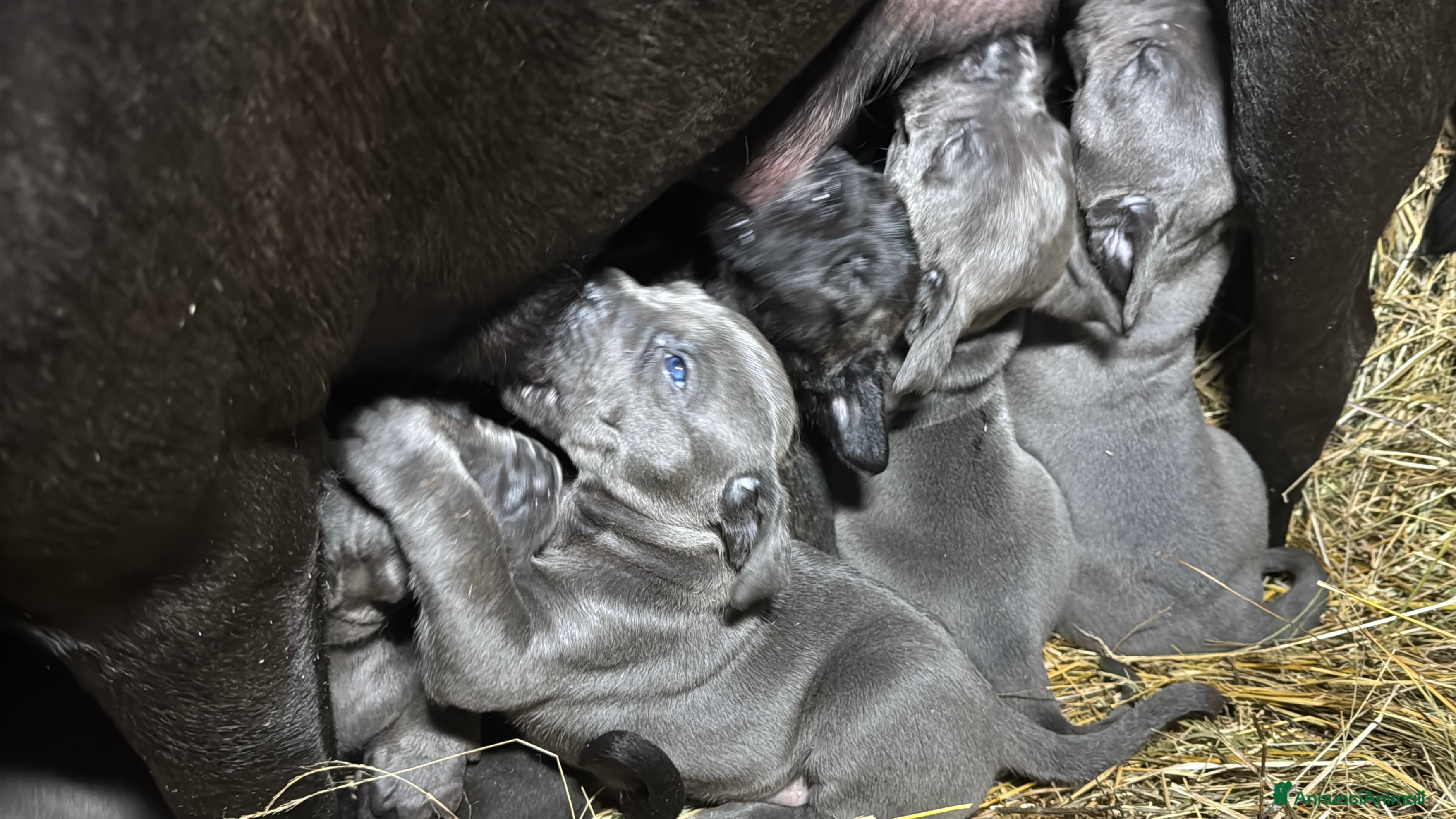 Cane Corso cani Cuccioli di Corso grigi e neri (Montiglio AT) - Annuncio 2
