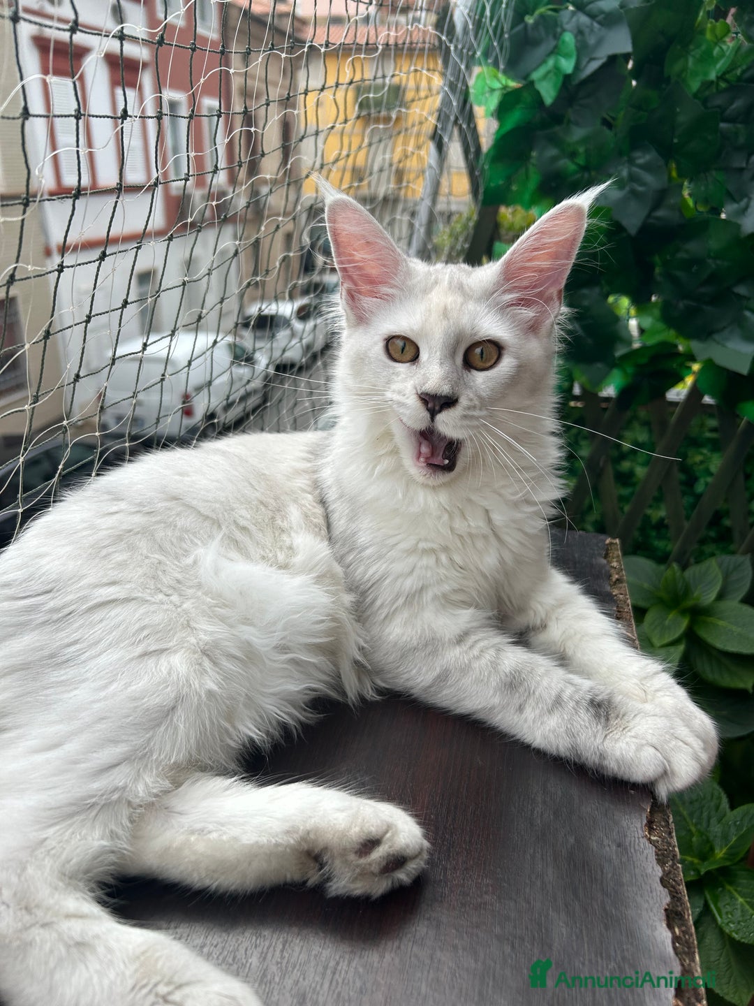 Maine Coon gatti in vendita: Maine Coon femmina 7 mesi con pedigree  - Annuncio 11