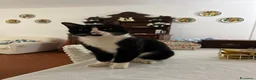 Altre razze gatti in regalo: Un gatto regalo. Femmina😇💞 - Annuncio 1