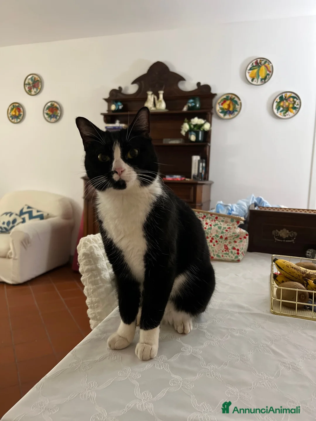 Altre razze gatti in regalo: Un gatto regalo. Femmina😇💞 - Annuncio 1