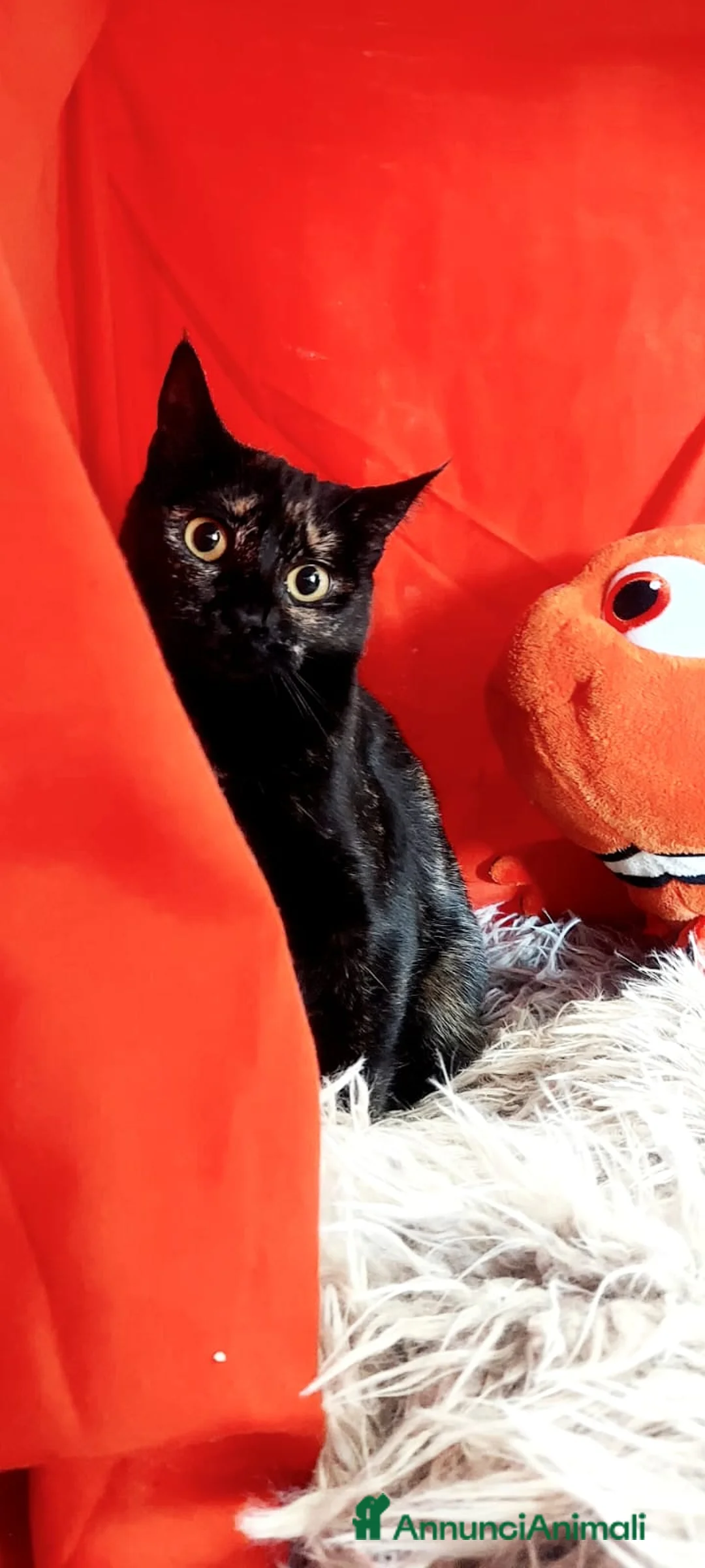 Europeo gatti in regalo: MORA DOLCISSIMA SQUAMETTA - Annuncio 2