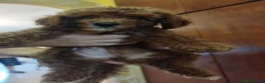 Barboncino 1