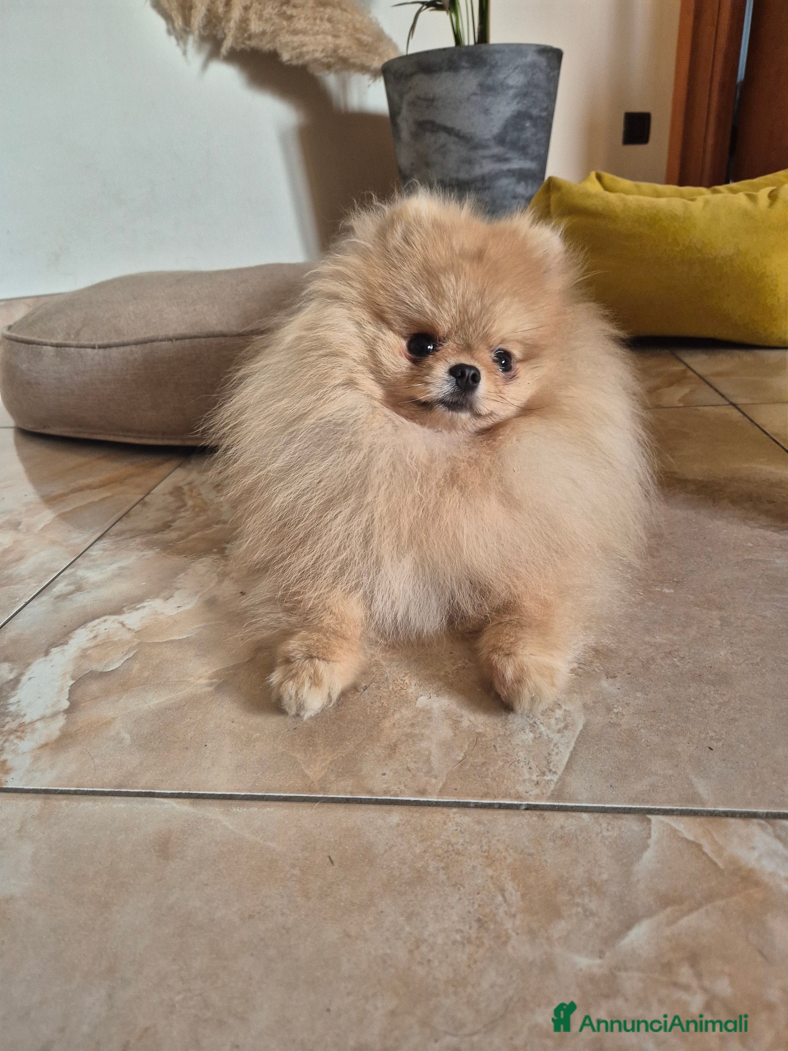 Spitz cani Spitz pomerania maschio per monta  - Annuncio 1