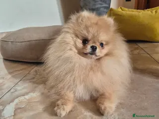 Spitz cani Spitz pomerania maschio per monta - Annuncio 11