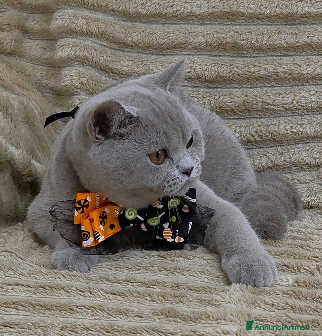 British gatti in vendita: British shorthair pedigree  - Annuncio 4