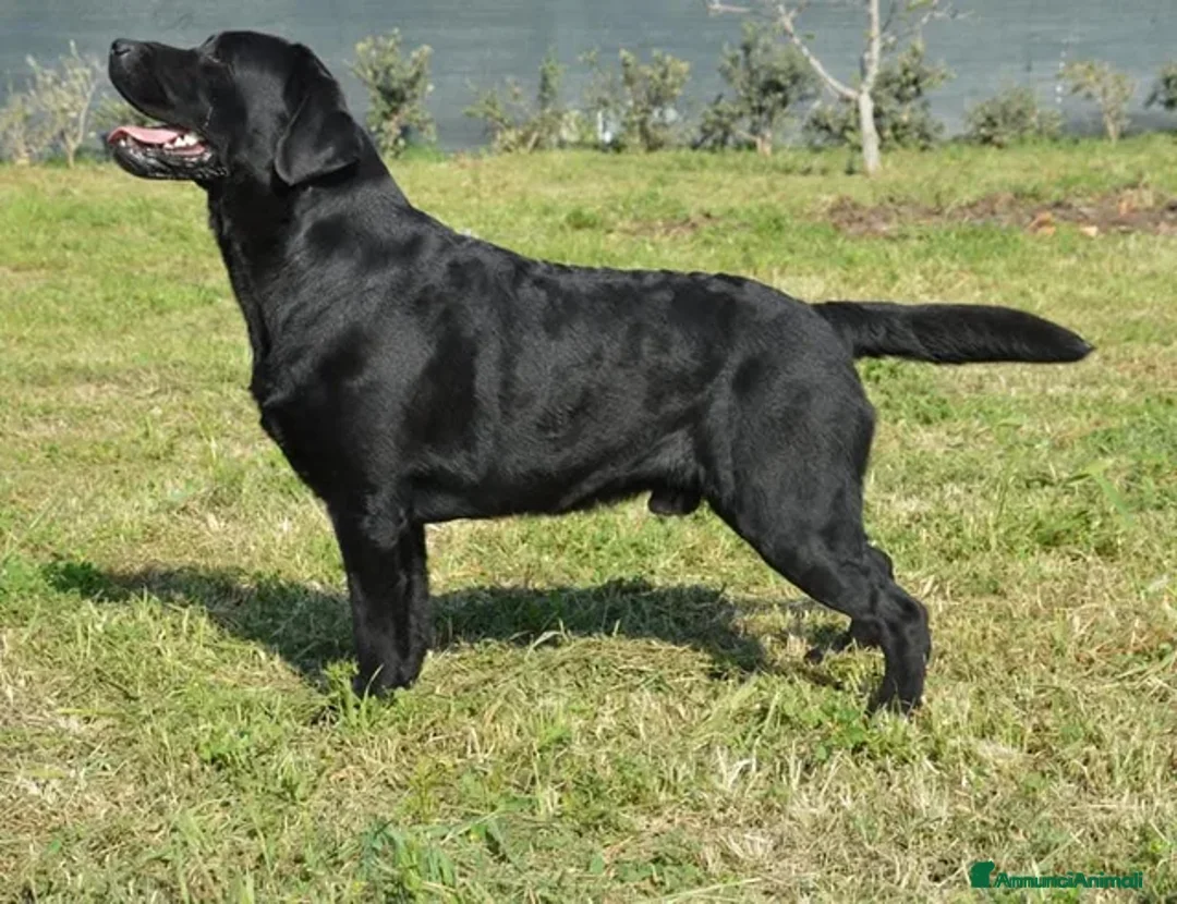 Labrador cani in vendita: Cucciolo labrador Retriever total black - Annuncio 6