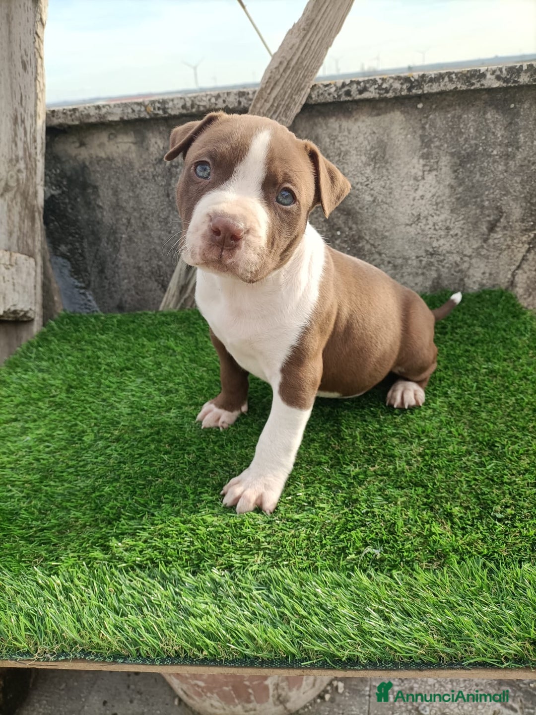 Pitbull cani in vendita: Cuccioli pitbull terrier  - Annuncio 6