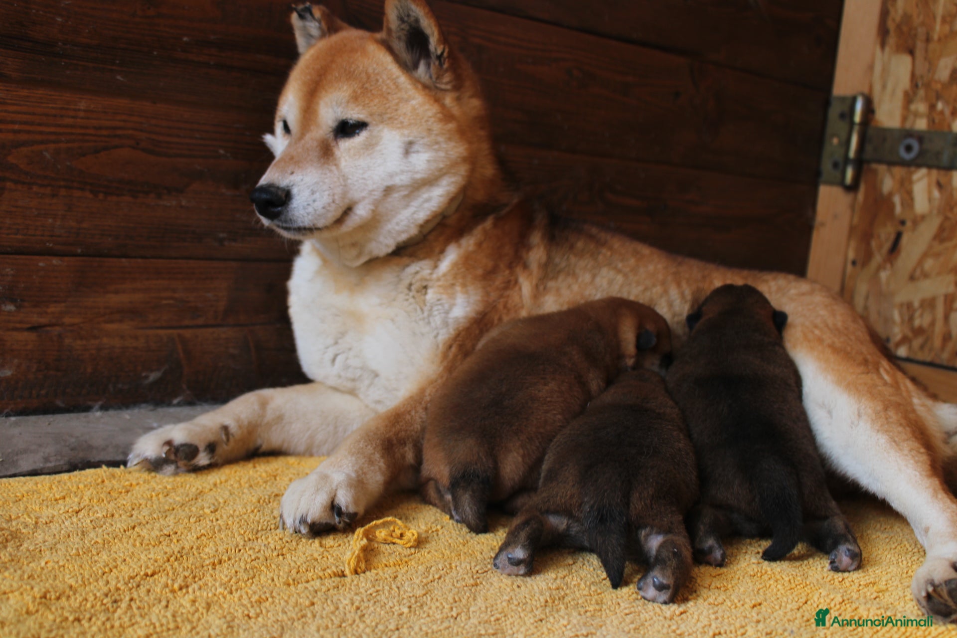 Shiba Inu cani Shiba -inu cuccioli con pedigree  - Annuncio 9
