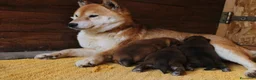 Shiba Inu cani in vendita: Shiba -inu cuccioli con pedigree  - Annuncio 1