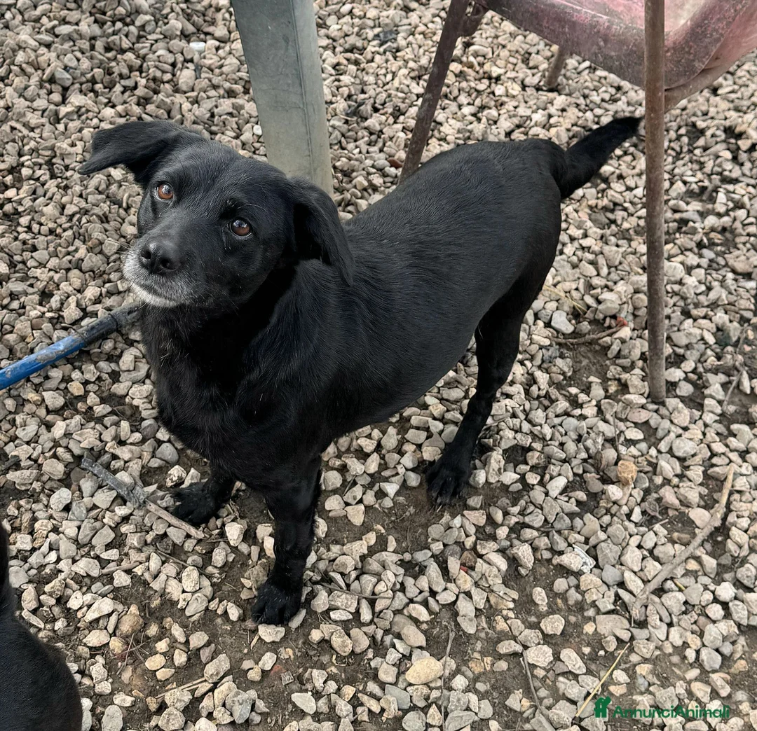 Meticcio cani in regalo: Monica 3 anni Taglia piccola  - Annuncio 1