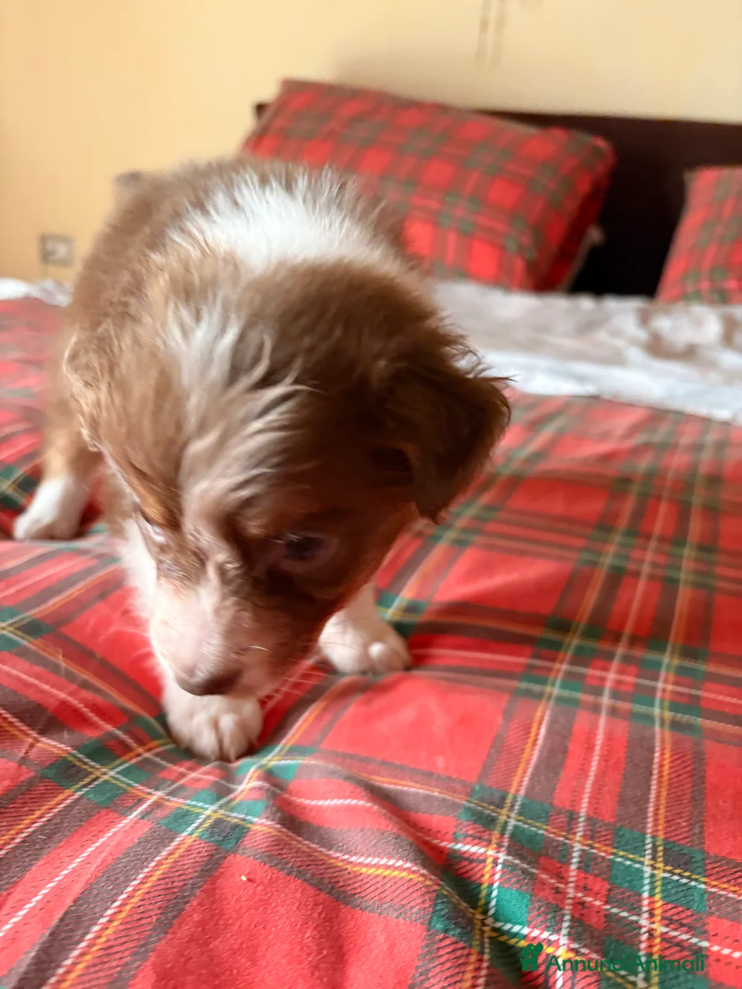 Australian Shepherd cani in vendita: Aussie - Annuncio 8