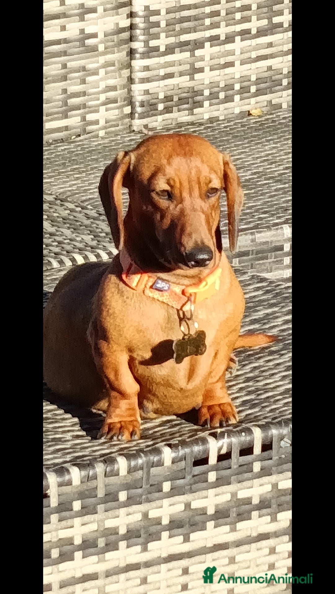 Bassotto cani in vendita: Bassotto tedesco nano  - Annuncio 1