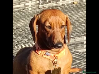 Bassotto cani Bassotto tedesco nano - Annuncio 3