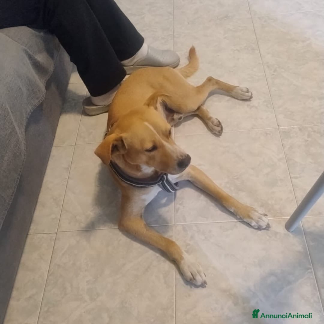 Meticcio cani in regalo: SPILLO 💙 - cagnolino dolce e peperino, cerca casa - Annuncio 2