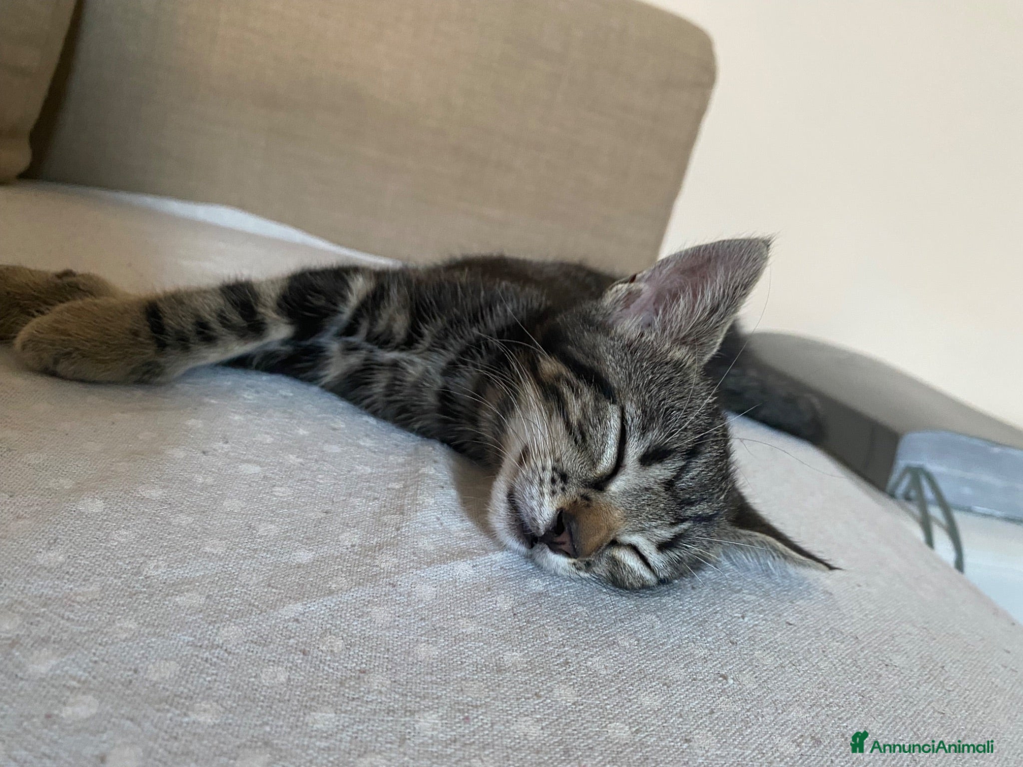 Europeo gatti Gatto cucciolo - Annuncio 3