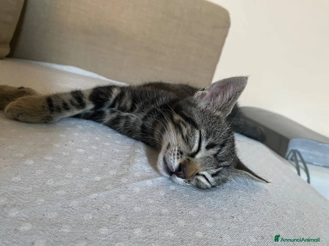 Europeo gatti in regalo: Gatto cucciolo a Provincia di Parma - Annuncio 1