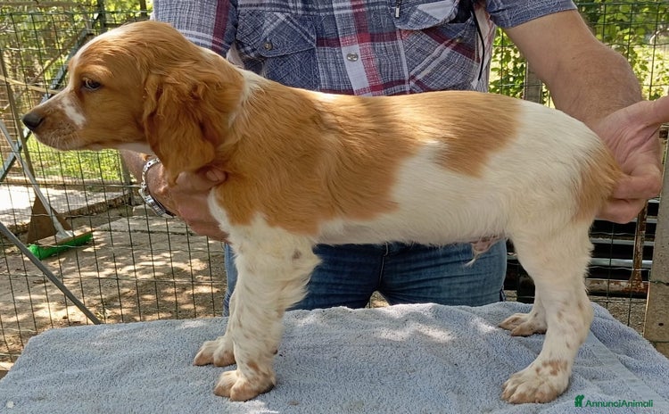 Breton cani a Provincia di Savona - Annuncio 1