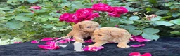 Barboncino Toy cani in vendita: Barboncino Toy – TreQuartidiLuna - Annuncio 6