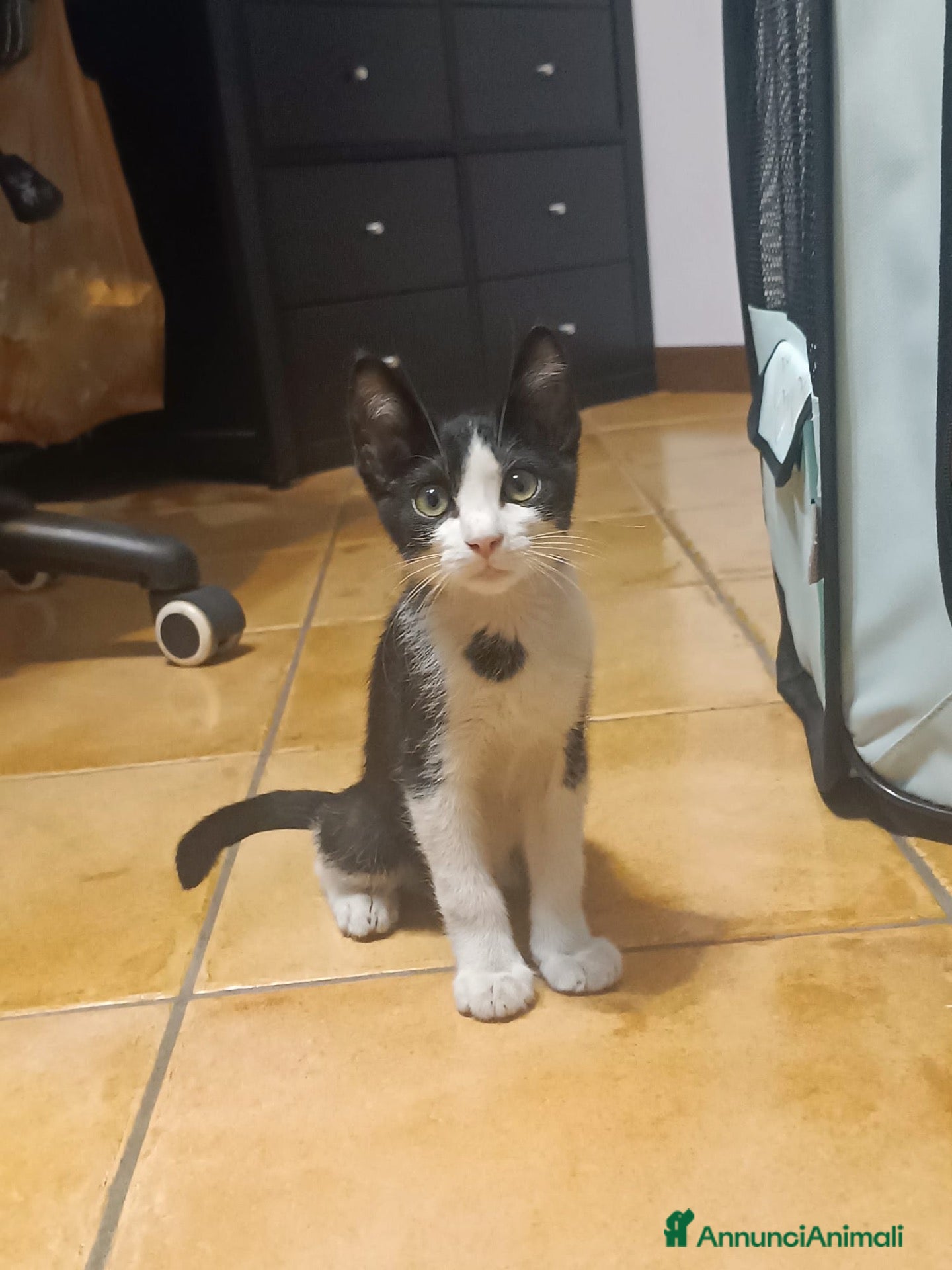 Europeo gatti Gatto maschio 3 mesi - Annuncio 4