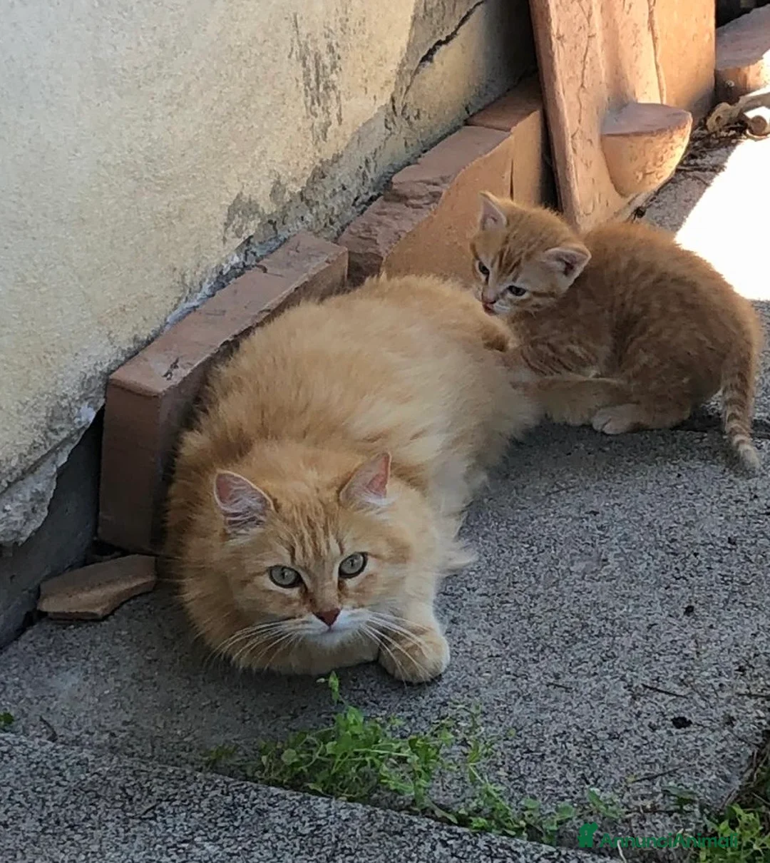 Meticcio gatti in regalo: Gattini rossi (ginger) Cercano Casa - Annuncio 2
